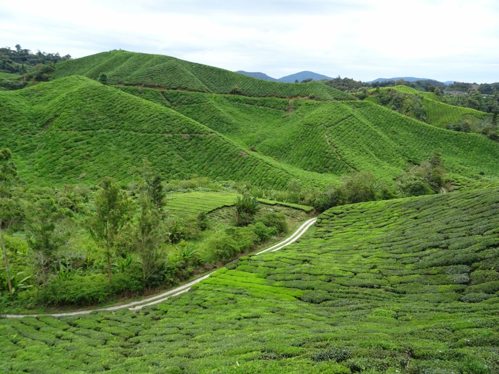 Čajové plantáže v Malajsii