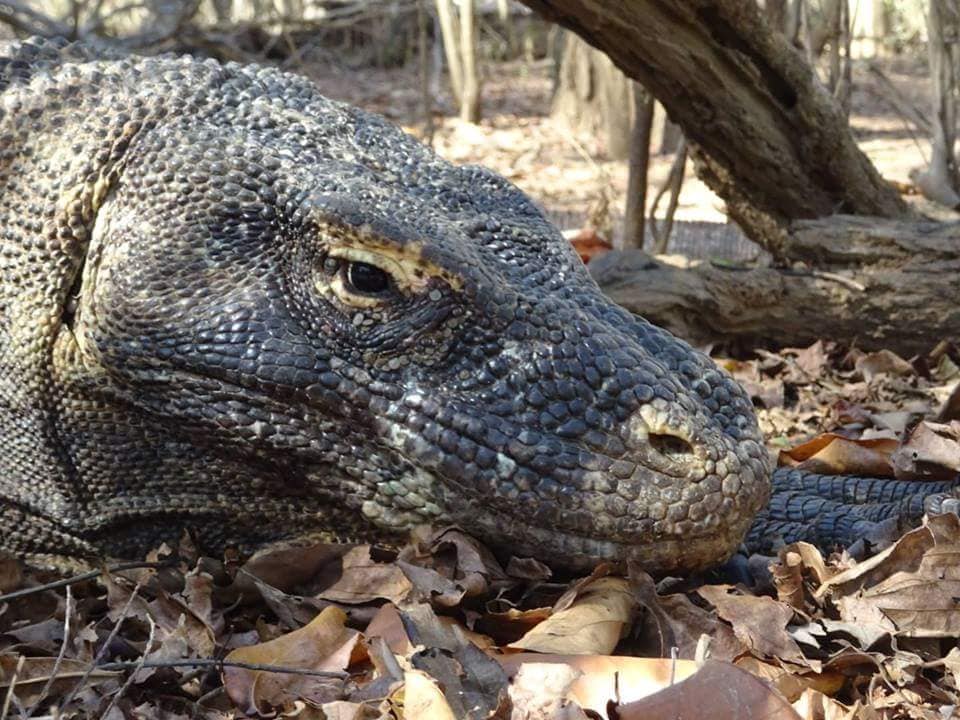 38794499_2053697291359024_5610421731865919488_n Komodský varan, ostrovy Indonésie