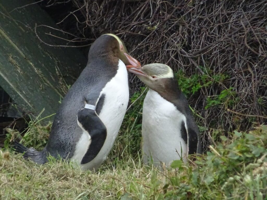 Pozorování tučňáků v přírodní rezervaci na Novém Zélandu