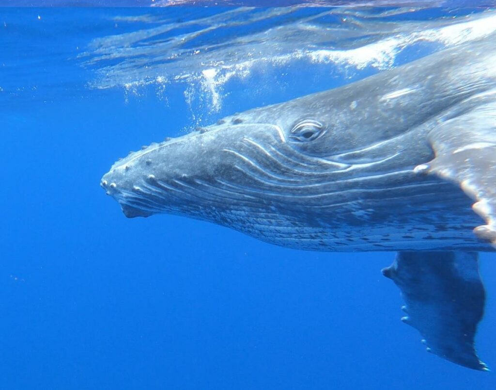 Jeden z nejsilnějších zážitků, plavání s velrybami v okolí ostrova Tahiti